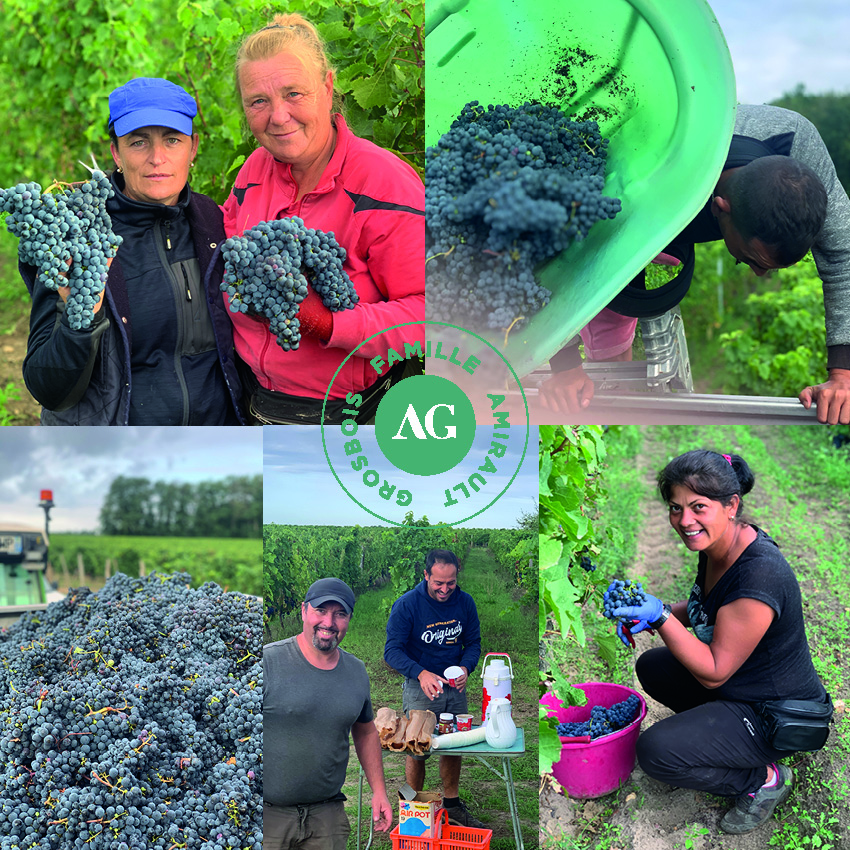 Bourgueil, Vendanges