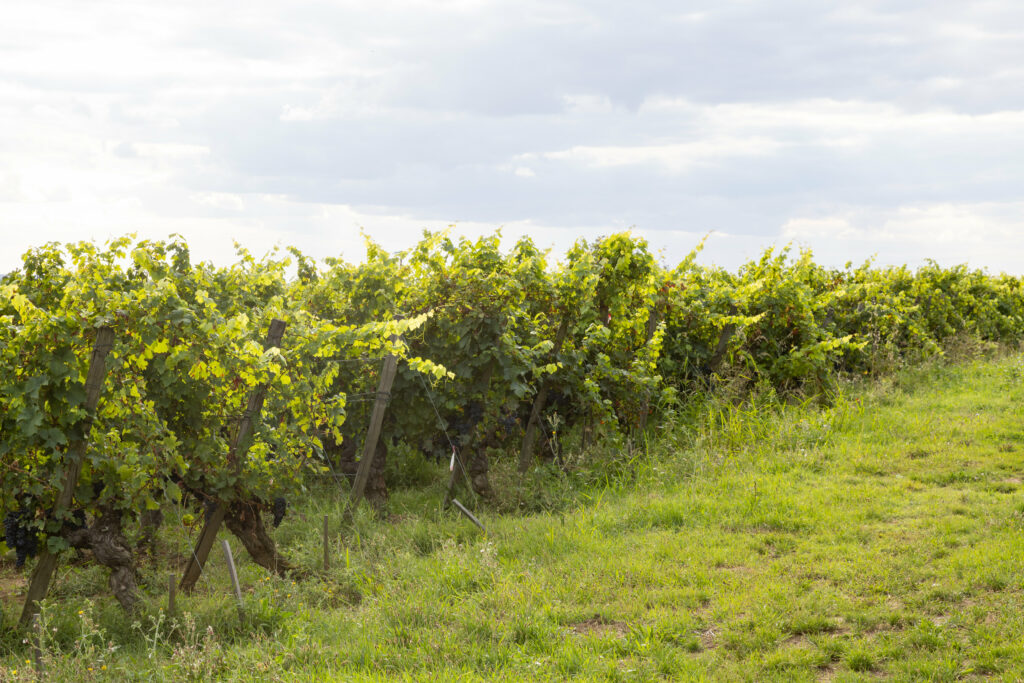 Vignes Panzoult - Famille Amirault-Grosbois