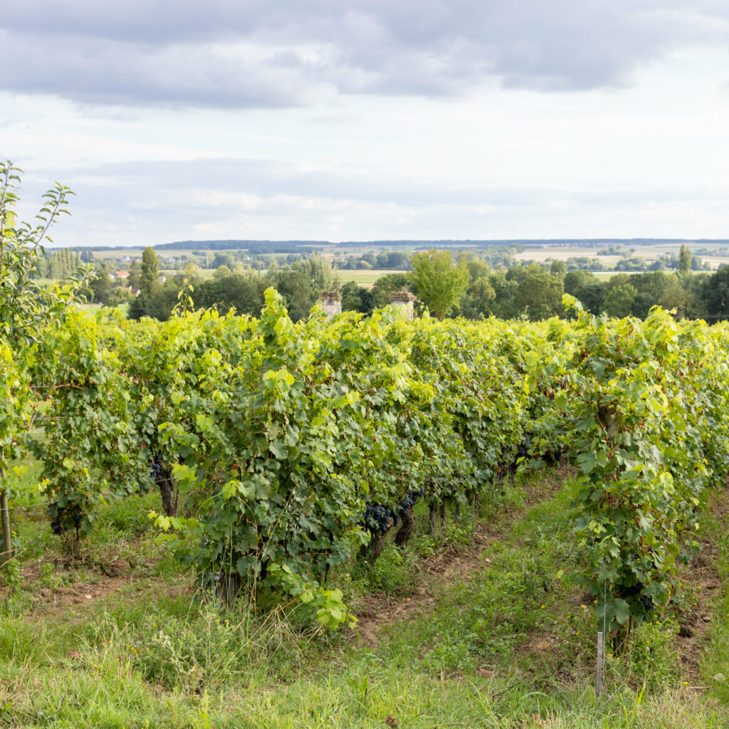 Vignes Panzoult - Famille Amirault-Grosbois